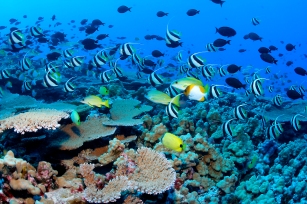 Coral reefs are a haven for wildlife