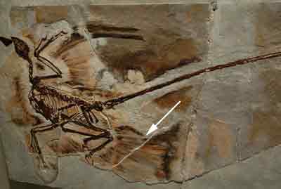 800px-microraptor_fossil1.jpg