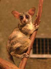 The bushbaby - cute, agile and food for a chimp. 