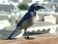 The beautiful western scrub-jay - a bird that can plan for the future.