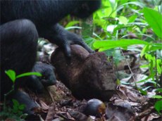 A chimp cracks a nut with a stone hammer