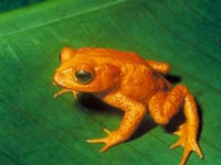 The golden toad was one of the first casualties in the great amphibian decline.