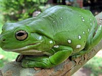 A third of the world's amphibians face extinction, if not more.