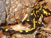 Warmer and wetter days are diminishing the leaf litter that amphibians and reptiles call home.