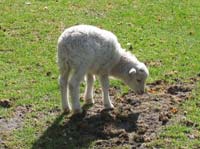Lambs undernourished in the womb suffer health problems if they are well-fed after birth.