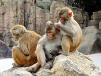 Rhesus macaques can compute statistics in a simple psychological task.