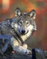 The gray wolf - smaller than the Beringian variety, and with weaker jaws