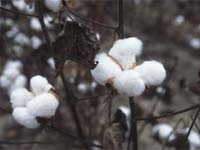 Bt cotton is better for non-targeted insects than non-resistant crops sprayed with insecticdes.