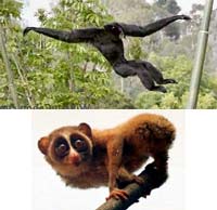 Primates have a wide range of movement styles from the fast siamang (top) to the slow loris (bottom).