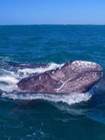 There were once 96,000 gray whales in the Pacific - now there are only 20,000