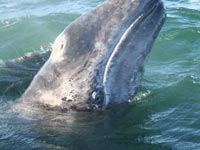 The gray whale hasn't fully recovered from a century or more of hunting