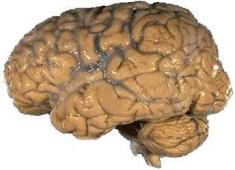 The neocortex is the outer layer of the large bit. 