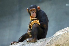 Humans and chimps share over 98.5% of our DNA. 