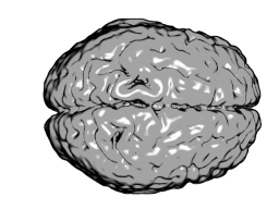 The human brain - not symmetrical