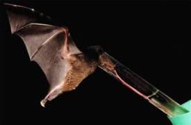 The tube-lipped nectar bat