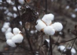 Cotton is infused with a potent poison called gossypol. 
