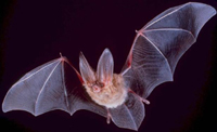 Bats navigate their way at night with echolocation and a magnetic sense. 