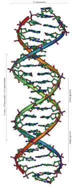 DNA, and little of it is 'junk'.