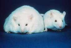 Mouse experiments are instrumental in understanding the causes of obesity. 