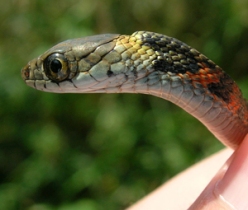 The tiger keelback snake steals its poison from the toads it eats. 