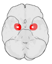 The amygdala is the brain's emotional control centre. 