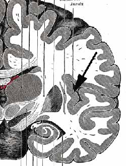 The insula is the brain's cigarette smoking addiction centre