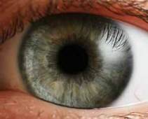 The human eye has three types of colour-detecting cone cells.