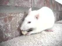Rats show metacognition just like humans.