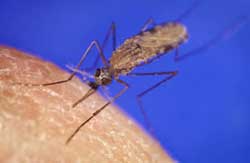 The Anopheles mosquito carries the malaria parasite Plasmodium, but at a cost to its own health.