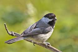 The black-capped chickadee has one of the most complex alarm calls so far discovered.