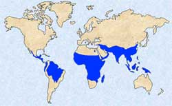 Malaria affects tropical countries around the world.