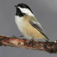 The black-capped chickadee encodes information on predator size in its call.