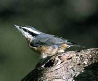 The red-breasted nuthatch has learned to understand the subtle variations in chickadee alarm calls.