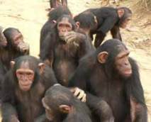 Chimps have more adaptive genetic changes than humans