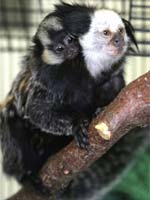 Wied’s marmoset twins exchange stem cells at birth and become genetic chimeras.