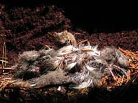 A Gough Island mice sites amid a grisly pile of chick bodies.