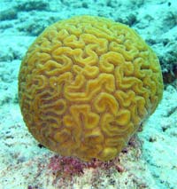 Corals, like this brain coral, find it harder to build their shells in acid water