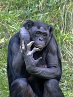 Bonobos may communicate with more sophistication than chimps.