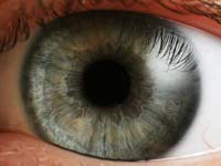The eye has evolved to produce images despite a silly back-to-front retina.