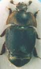 The small hive beetle detects bee alarm pheromones and brings a yeast into the hive.