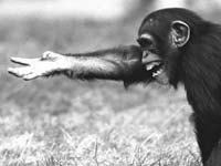 Chimps use gestures more flexibly than other forms of communication.