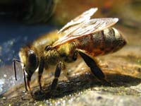Bees release alarm pheromones that draw small hive beetles towards the hive.