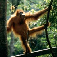 Orang-utans can go bipedal and our ancestors may well have done the same in the trees.