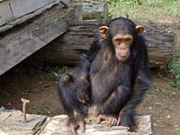 Chimps and bonobos have thier own vocabularies of gestures.
