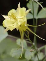 A columbine flower - its long spurs are driven by evolutionary shifts between pollinators