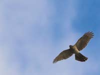 An animal’s reproductive decisions can determine if it is a hawk…