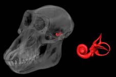A 3-D reconstruction of a baboon’s skull and its semicircular canals.