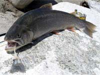 By growing too large, the Arctic char muscled the trout out of Lake Takvatn.