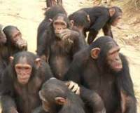 Chimpanzee groups can learn new traditions from each other.