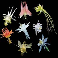 Columbines of North America have a great range of spur sizes